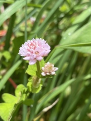 Persicaria capitata
