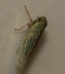 Graminella nigrifrons