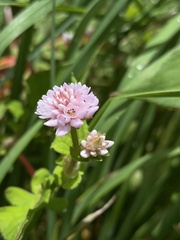 Persicaria capitata