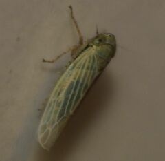 Graminella nigrifrons