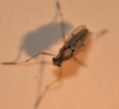 Coelotanypus tricolor