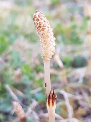 Neottiura bimaculata