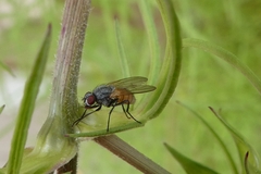 Thricops semicinereus