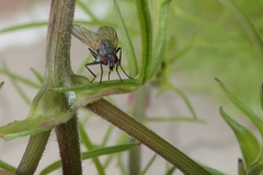 Thricops semicinereus