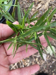 Dichanthelium acuminatum