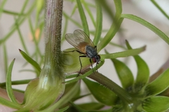 Thricops semicinereus