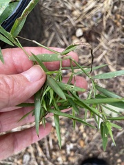 Dichanthelium acuminatum