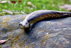 Tiliqua scincoides