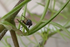 Thricops semicinereus