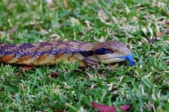 Tiliqua scincoides