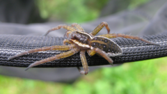 Dolomedes fimbriatus