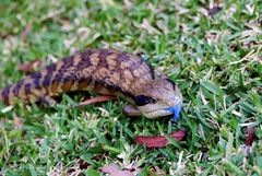 Tiliqua scincoides