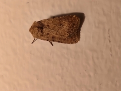 Caradrina