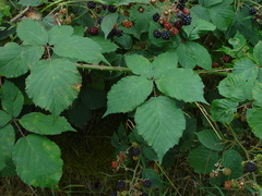 Rubus incurvatiformis
