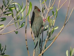 Urocolius indicus indicus