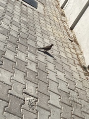 Streptopelia senegalensis