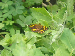 Metisella metis metis