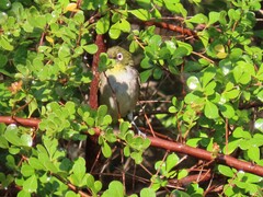 Zosterops virens capensis
