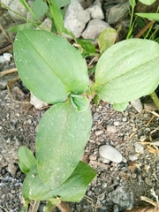 Commelina benghalensis