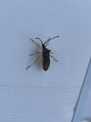 Plinachtus imitator