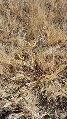 Prosopis strombulifera