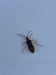 Plinachtus imitator