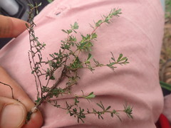 Ceroplastes