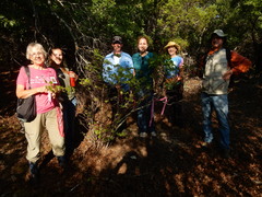 Styrax platanifolius