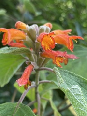 Colquhounia coccinea