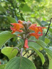 Colquhounia coccinea