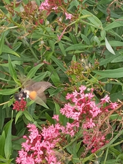 Macroglossum stellatarum