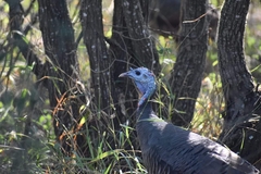 Meleagris gallopavo intermedia