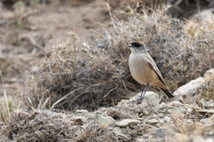 Muscisaxicola capistratus