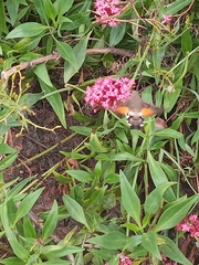 Macroglossum stellatarum