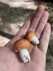 Russula decolorans