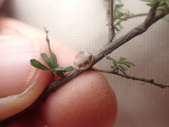 Ceroplastes