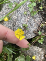 Potentilla erecta