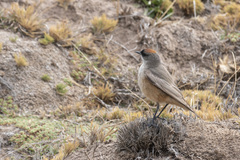 Muscisaxicola capistratus