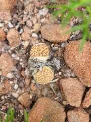Lithops