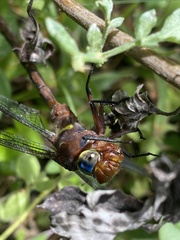 Anaciaeschna jaspidea
