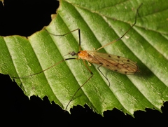 Limonia nigropunctata