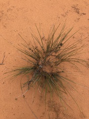 Lomandra effusa