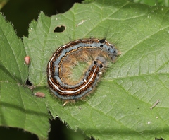 Malacosoma neustria