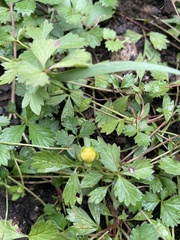 Potentilla erecta