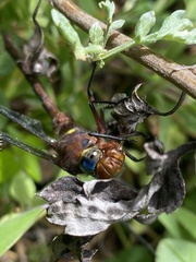 Anaciaeschna jaspidea