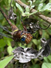 Anaciaeschna jaspidea