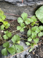 Potentilla erecta