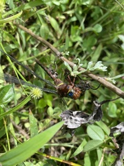 Anaciaeschna jaspidea