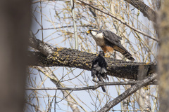 Falco femoralis