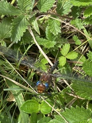 Anaciaeschna jaspidea